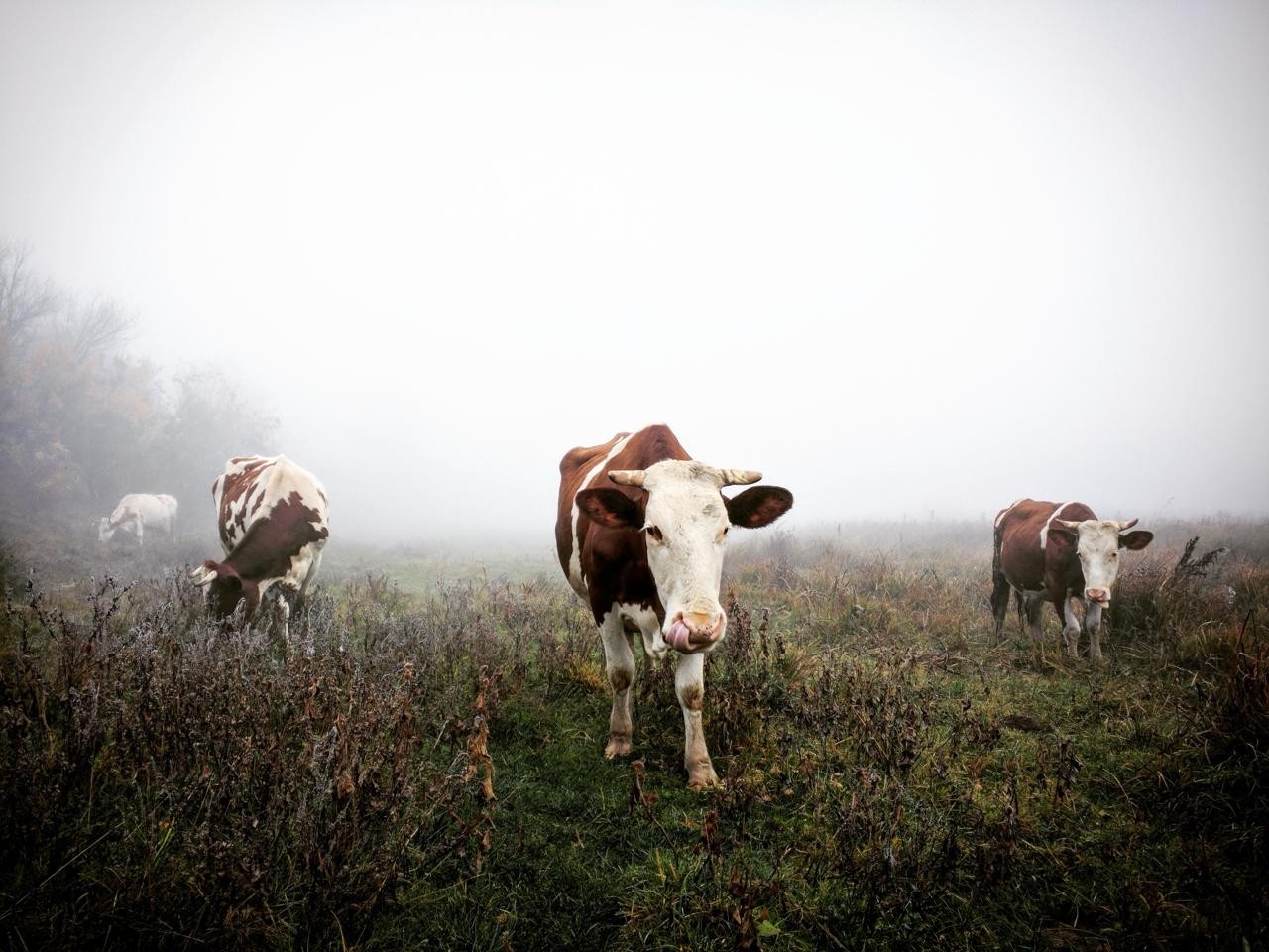 Example of Ihor’s nature and animal photography